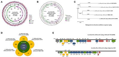 Genomic Characterization of Lactobacillus delbrueckii TUA4408L and Evaluation of the Antiviral Activities of its Extracellular Polysaccharides in Porcine Intestinal Epithelial Cells